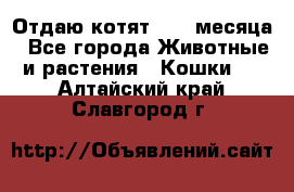 Отдаю котят. 1,5 месяца - Все города Животные и растения » Кошки   . Алтайский край,Славгород г.